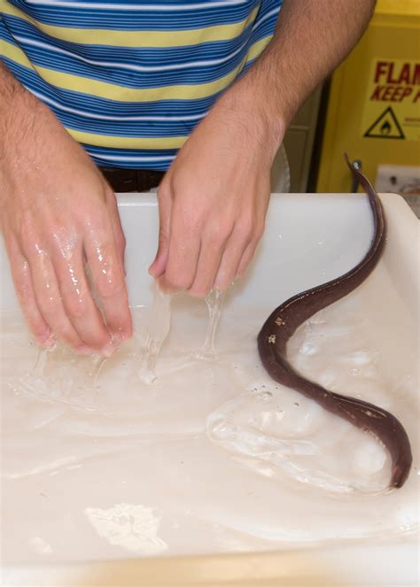 DVIDS - Images - Hagfish Slime [Image 7 of 11]