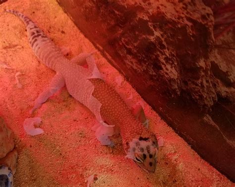 Leopard Gecko Shedding: The Symptoms, stuck Shed, Tips and More