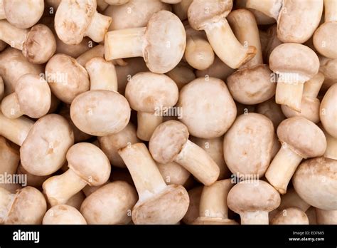 mushroom texture Stock Photo - Alamy