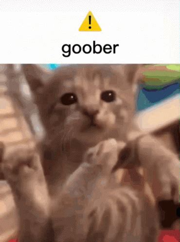 Goober Tank The Cat GIF - Goober Tank The Cat - Discover & Share GIFs