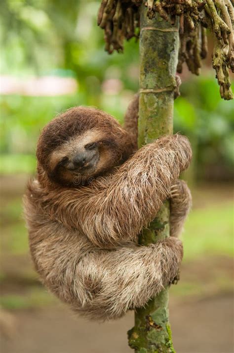 6,618 Sloth Stock Photos - Free & Royalty-Free Stock Photos from Dreamstime