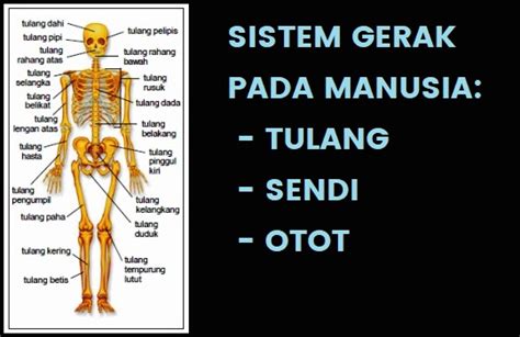 ️ Sistem Gerak pada Manusia: Tulang, Sendi dan Otot - ILMUPELAJARAN.COM