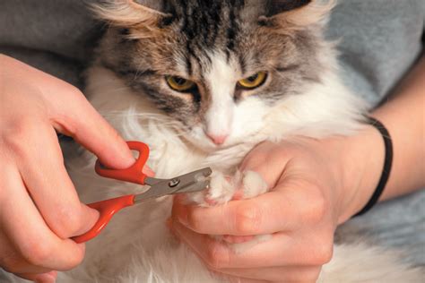 Nail Trimming Made Easier - Tufts Catnip