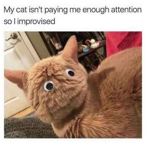 Clean Cat Memes Funny / Cat Memes Dank Cat Memes 2021 Clean Cat Memes Cheezburger Stackposts ...