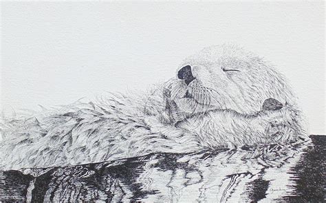 Sleeping Otter Drawing by Peggy Guichu - Fine Art America