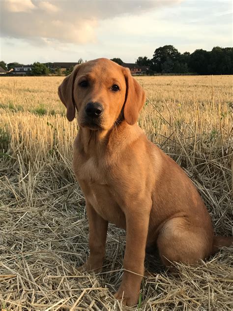 Labrador Fox Red Lab Puppies