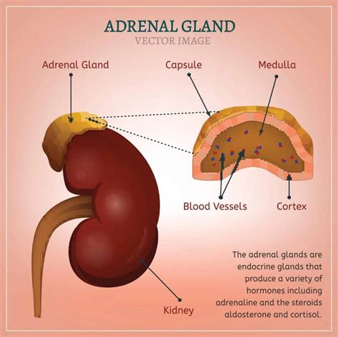 What hormone does adrenal gland produce - bxemap