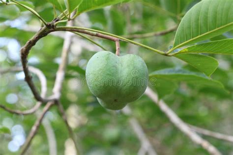 Green Rubber Fruit in a Tree Stock Image - Image of fruit, forest: 183844965