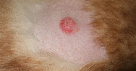 Dog Skin Cancer Lesions