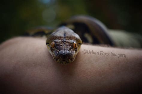 Asmodeus 😍 my favorite shot I’ve ever gotten! : r/snakes