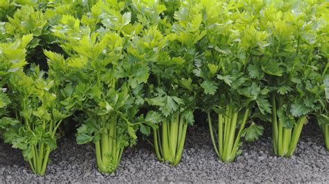 Celery – Tall Utah – Urban Seedling