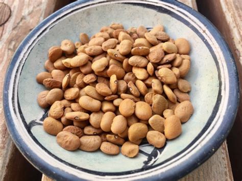 How to Grow Tepary Beans in Phoenix | Gardening in the Desert