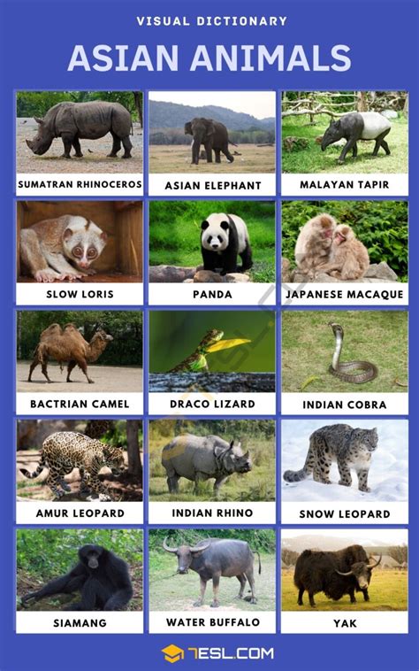 Asian Animals Names in English with Pictures • 7ESL