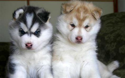 Siberian Husky Puppies | Cute Puppy Images Pictures