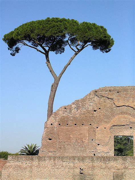 Umbrella Pine Rome Photograph by Paul Gerard Kimmerling - Pixels