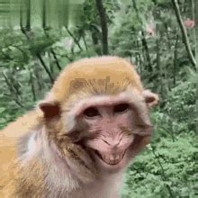 Monkey Funny GIF – Monkey Funny Smiling – discover and share GIFs