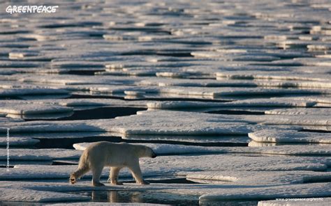 Polar Bear in Antarctica - Image Abyss