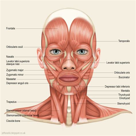 Anatomy Muscles, Insertions and Origins, Functions - Human Head Diagram ...