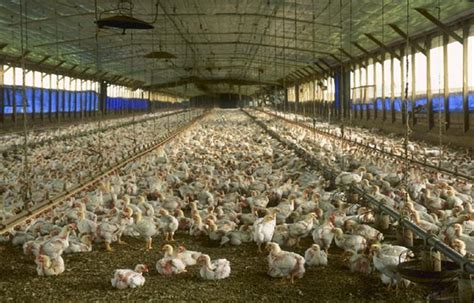 Benefits of poultry farming | Blog