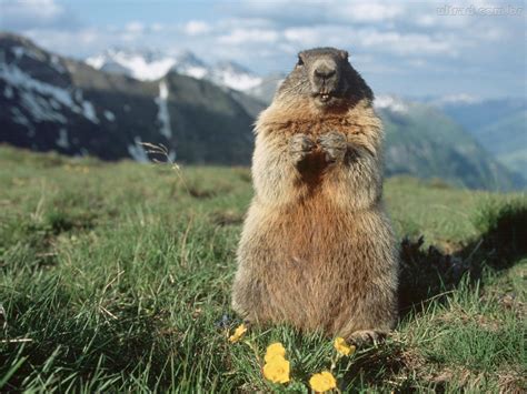 Marmot | Marmot, Dog travel, Cute animals