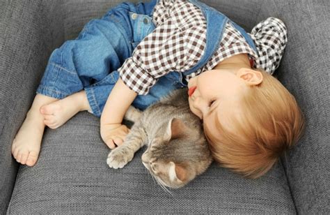 Top 10 Cat Breeds for Kids | BeChewy