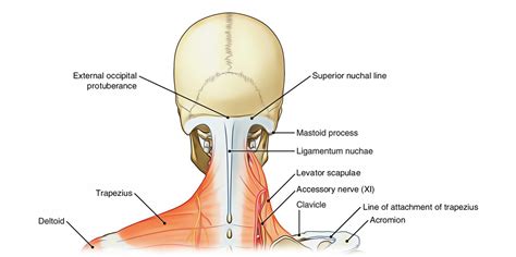 Easy Notes On 【Neck】Learn in Just 4 Minutes!