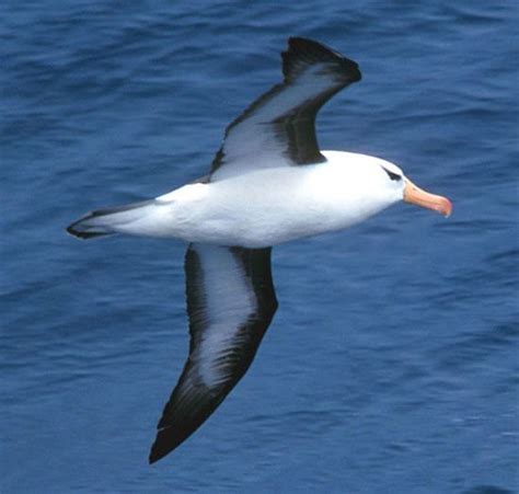 Black browed albatross - Alchetron, The Free Social Encyclopedia