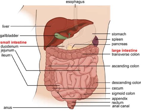 Intestine Diagram Anatomy