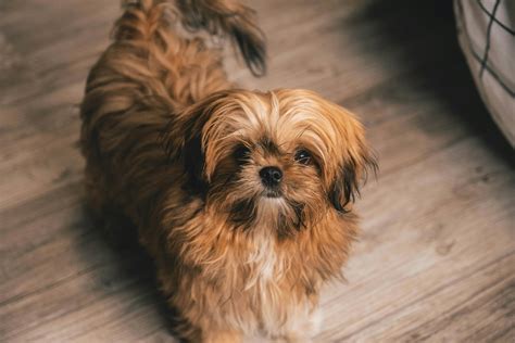 Brown Shih Tzu Puppy · Free Stock Photo