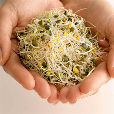 Alfalfa Sprout Seed, Sprouts, Heirloom – Country Creek LLC