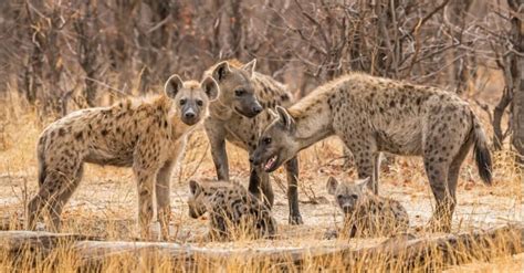 Hyena Vs Wild Dog: Who Would Win In A Fight? - A-Z Animals