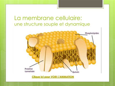 PPT - Membrane Cellulaire : PowerPoint Presentation, free download - ID ...