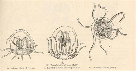 Moirai Conservation and Research