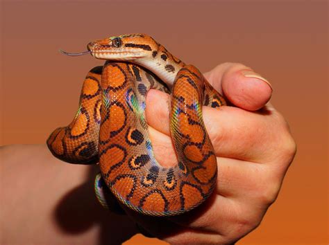 TOP 10 cutest snake breeds in the world, RANKED