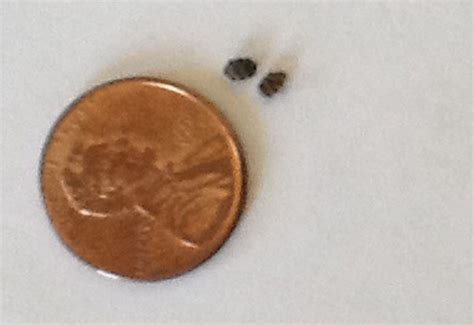 Varied Carpet Beetle Infestation - What's That Bug?