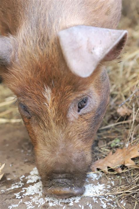 Can Pigs Eat Rice? Is It Safe?