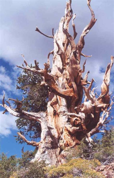 Methuselah Tree Facts