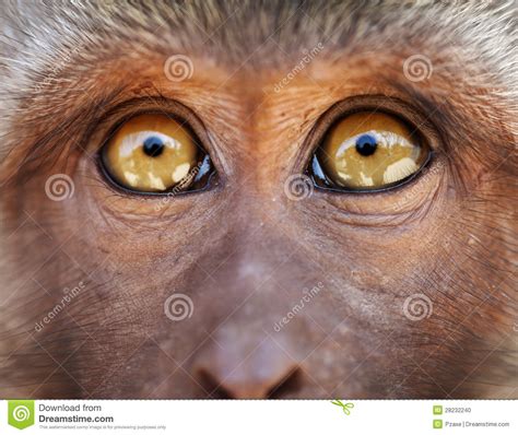 Monkey Yellow Eyes Close Up - Macaca Fascicularis Stock Photo - Image ...