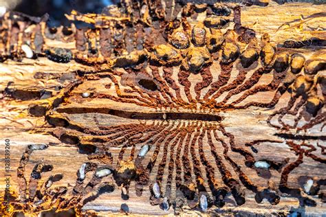 spruce with bark beetle infestation Stock Photo | Adobe Stock