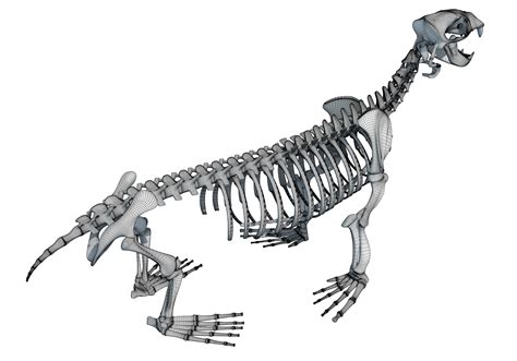 Sea Lion Skeleton 3D Model – 3D Horse