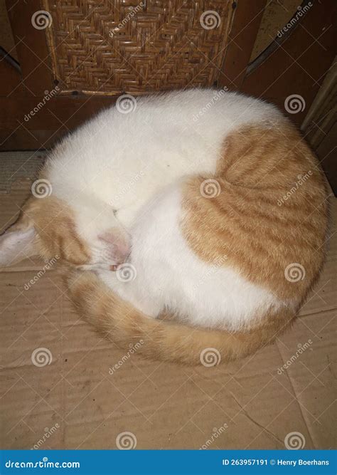 Sleeping Orange Cat stock image. Image of oyen, tidur - 263957191