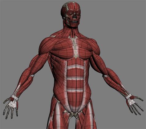 3d model realistic anatomy skeleton muscles