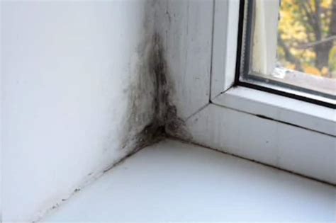 What Causes Mold and Mildew In Your Home • HumidityCheck.com