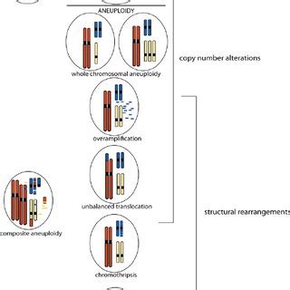 (PDF) The Causes and Consequences of Aneuploidy in Eukaryotic Cells