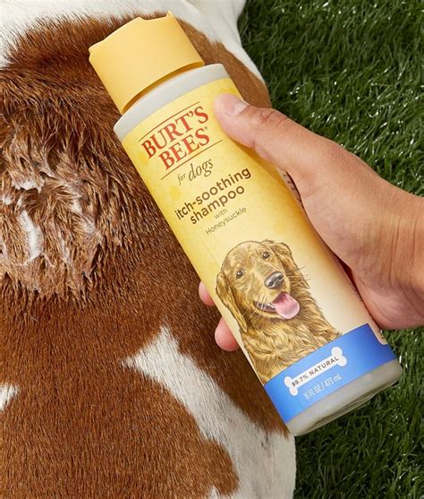 The 9 Best Dog Shampoos for Dry Itchy Skin in 2024 - PureWow