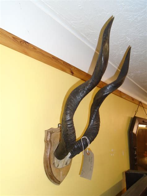 Mounted Kudu Antlers (DA-048) SOLD