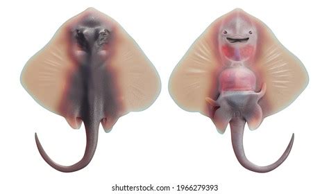 Stingray Anatomy Royalty-Free Images, Stock Photos & Pictures ...