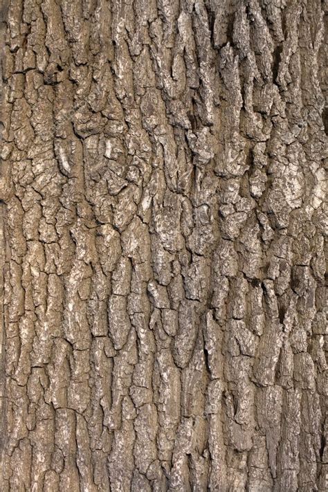 Oak tree bark — Stock Photo © indric #1226095