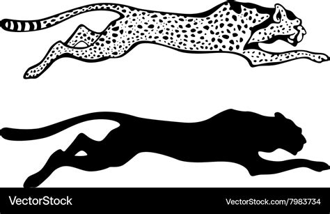 Cheetah Royalty Free Vector Image - VectorStock