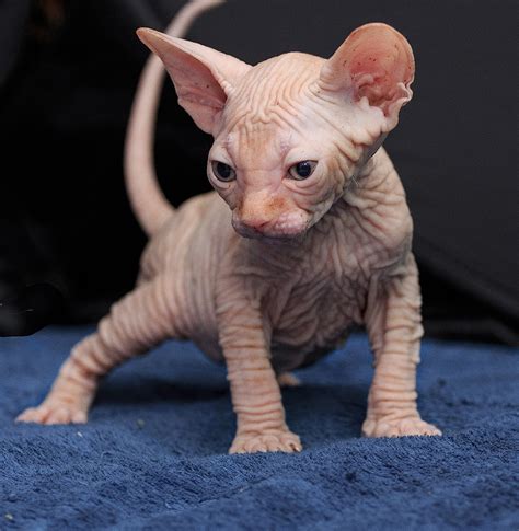 Sphynx kittens shipping